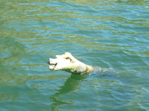 Pareja paseando perros descubre los restos podridos de una criatura del mar Monstruo-río-miño