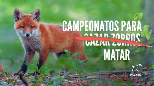 160 cazadores se concentrarán este sábado en Dozón para matar zorros