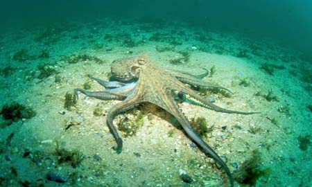 Octopusvulgaris