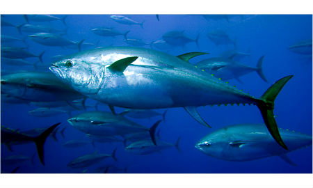 Vigo es líder mundial en conserva de atún
