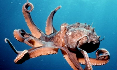 pulpo