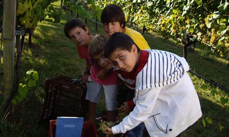 Los pequeños echaron una mano en la vendimia en finca 'Catuxa'.