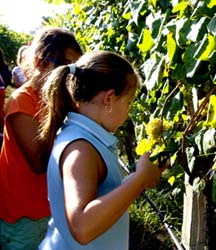 Recogieron unos 116 kilos de uva.