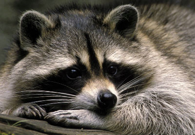 Un mapache de los que no hay en el Zoo de A Madroa