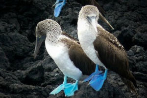 Piquero de patas azules