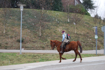 Caballo nieve