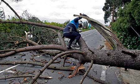 En algunas localidades el viento ha tirado árboles.