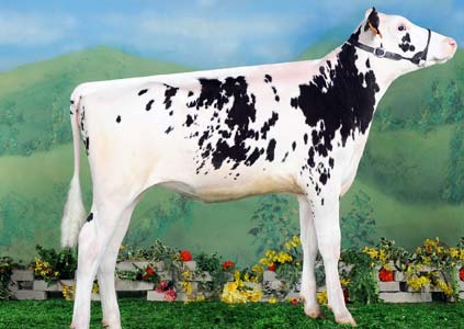 A xovenca Selena. A xovenca Selena.