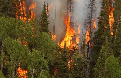 incendio-forestal