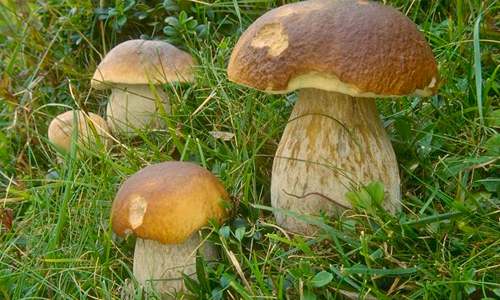 cogumelos_miscaros