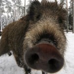 PACMA denuncia el despilfarro de millones de euros en subvencionar a cazadores para que maten jabalíes