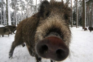 PACMA denuncia el despilfarro de millones de euros en subvencionar a cazadores para que maten jabalíes