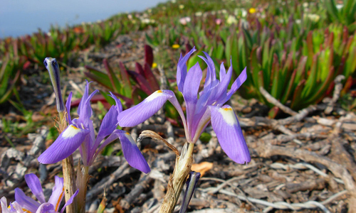 Os carpobrotus invaden as illas Cíes.