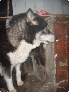 Sarita, uno de los perros que acogían.