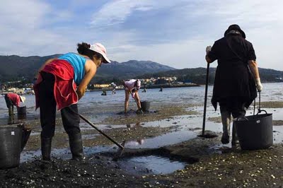 Ana Miranda denunciará na Comisión de Pesca da Eurocámara a discriminación das mariscadoras galegas