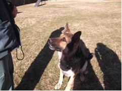 perro guardia real