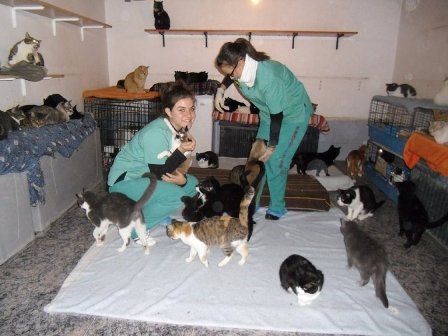 gatos