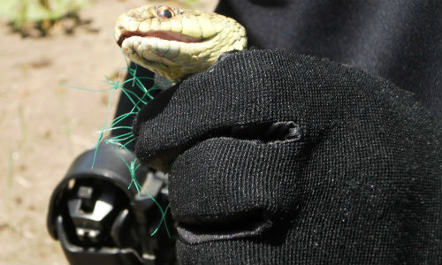 Serpiente/Foto: Policía Local