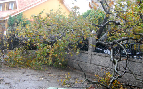 Árbol muro