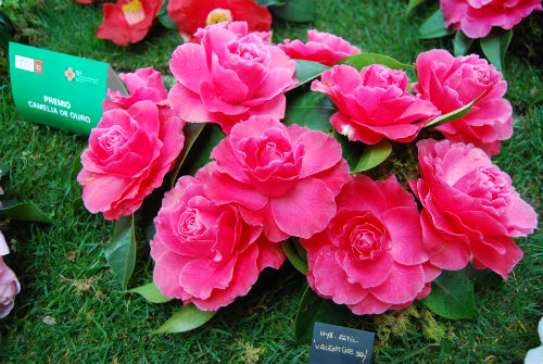 Camelia de Oro
