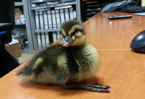 Pato