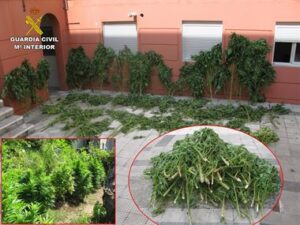 Marihuana