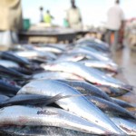 Xa podes descargar o 'Bono Peixe' con descontos do 25% na compra de peixes e mariscos