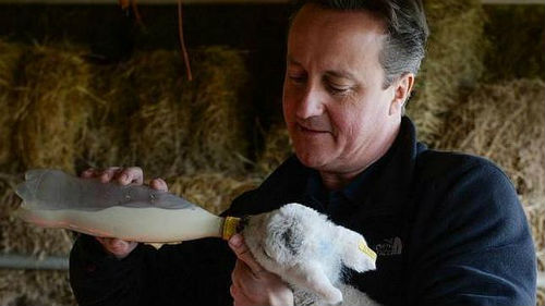 El primer ministro David Cameros en una granja en Witney, su circunscripción electoral, en el condado de Oxfordshire -al sur de Inglaterra-.
