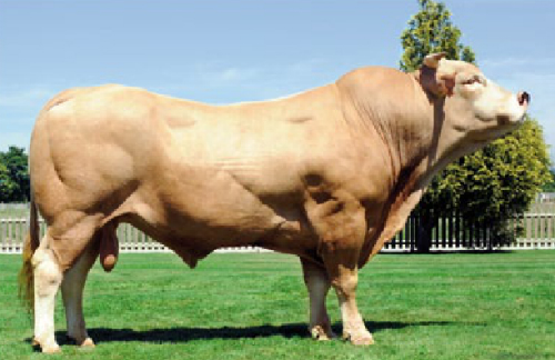 Raza rubia galega