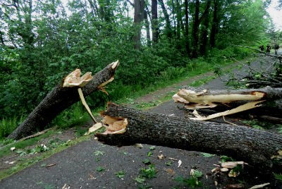 El Concello restringe el acceso a parques y espacios arbóreos de Vigo, por el temporal