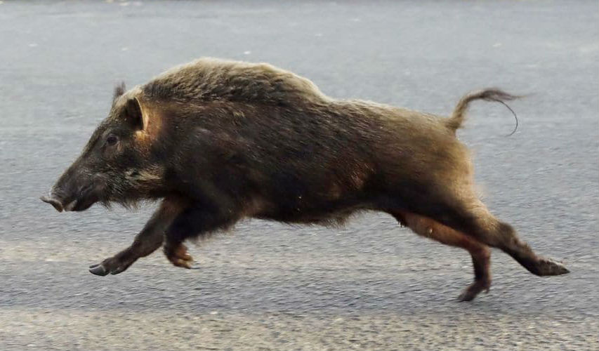 Califican la caza ilimitada de jabalíes, autorizada por la Xunta, de "método macabro e ineficaz"