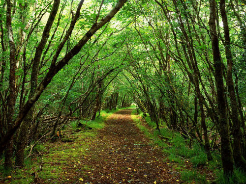 Bosque