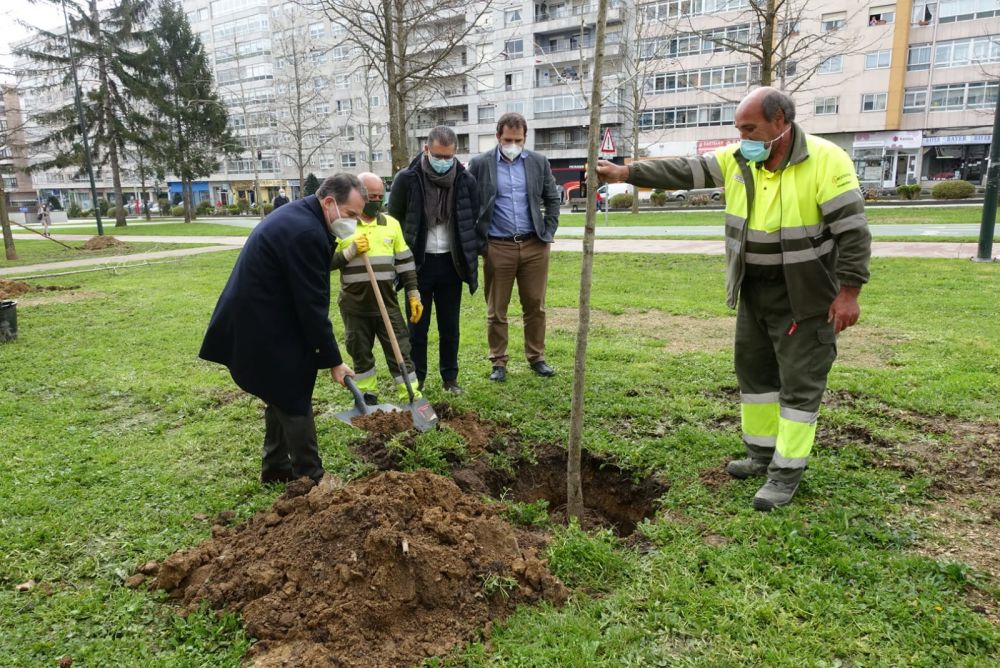 Alcalde de Vigo plantando un árbol
