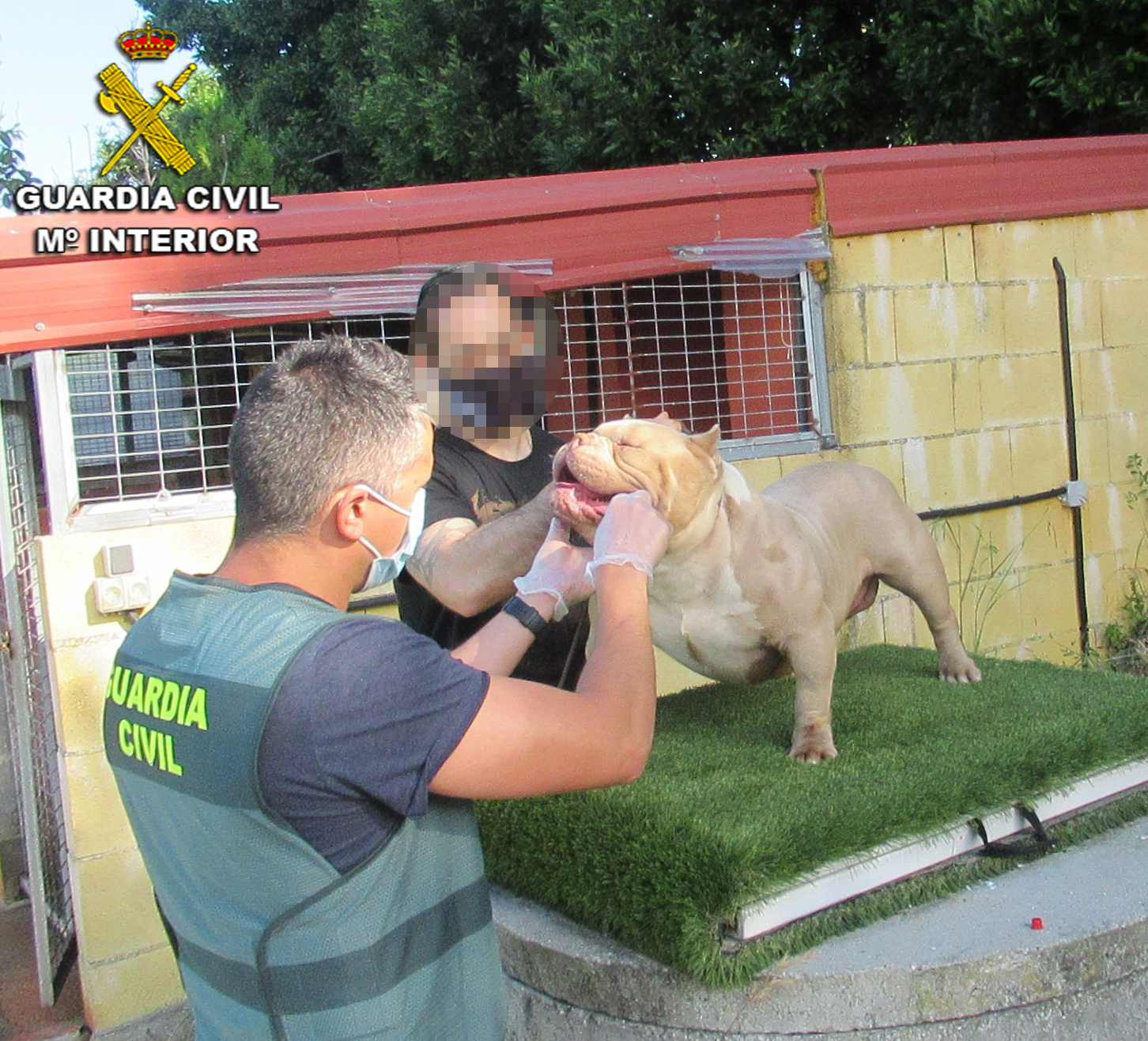 La Guardia Civil recupera en Vigo dos perros robados en Sanxenxo