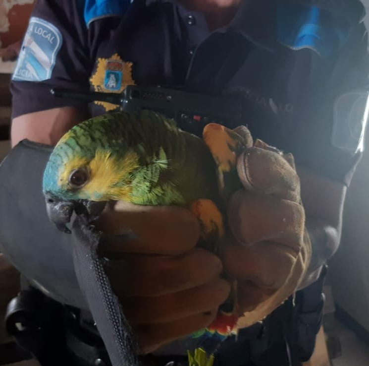 La Policía Local de Vigo 'bailando con loros'