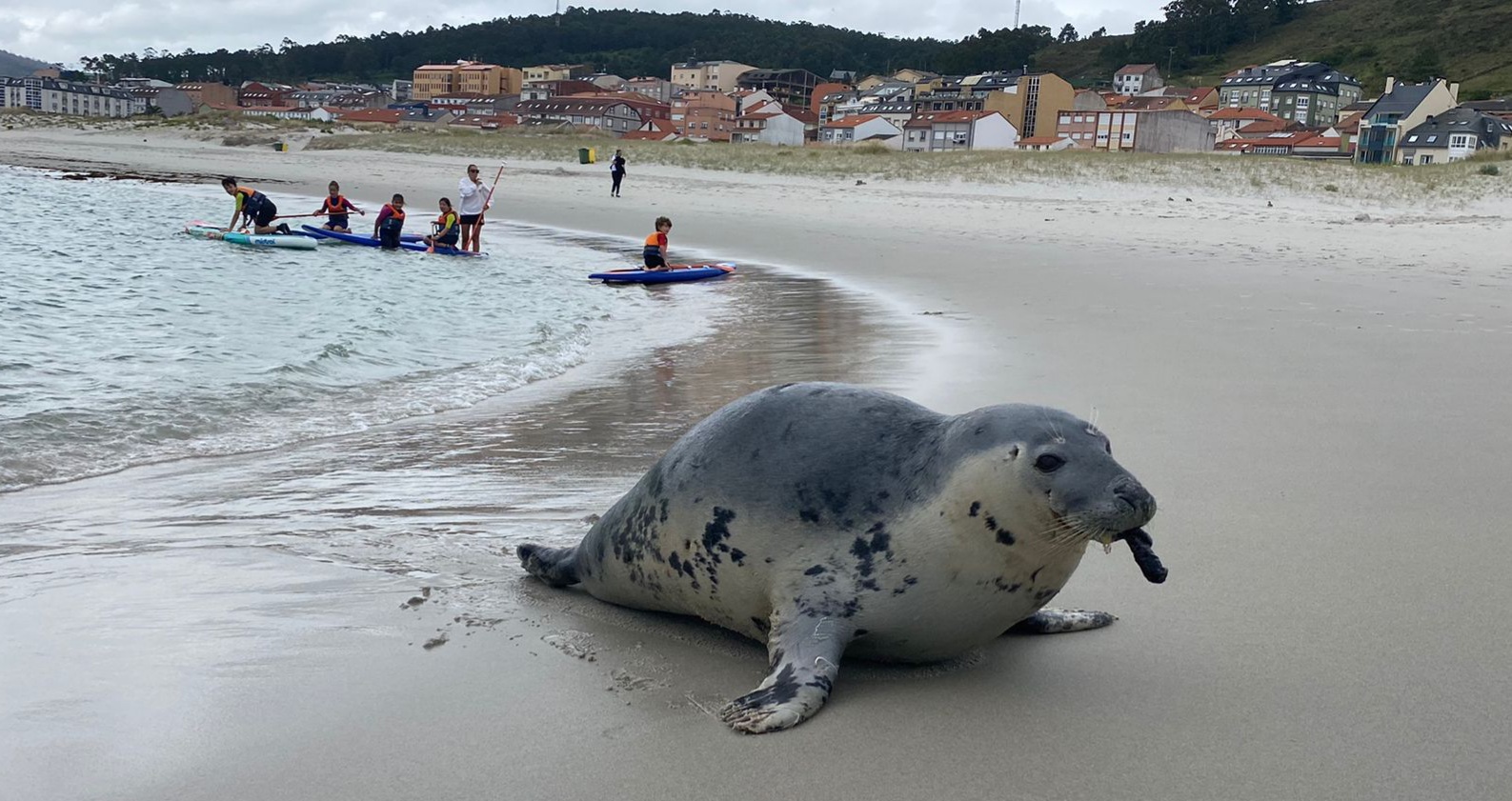 Una cría de león marino de 'veraneo' en Galicia