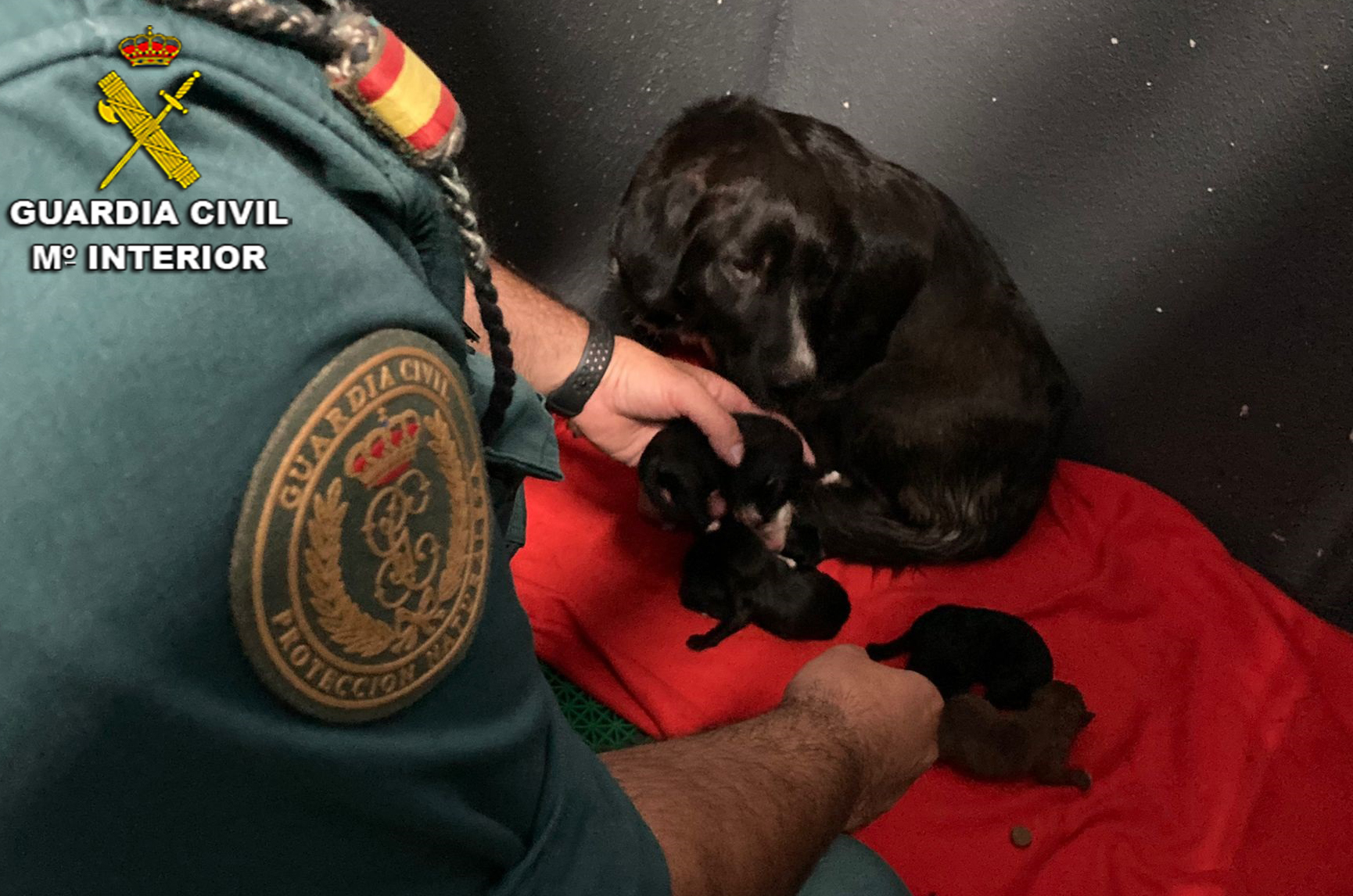 Rescatan seis cachorros abandonados dentro de un contenedor en Sanxenxo