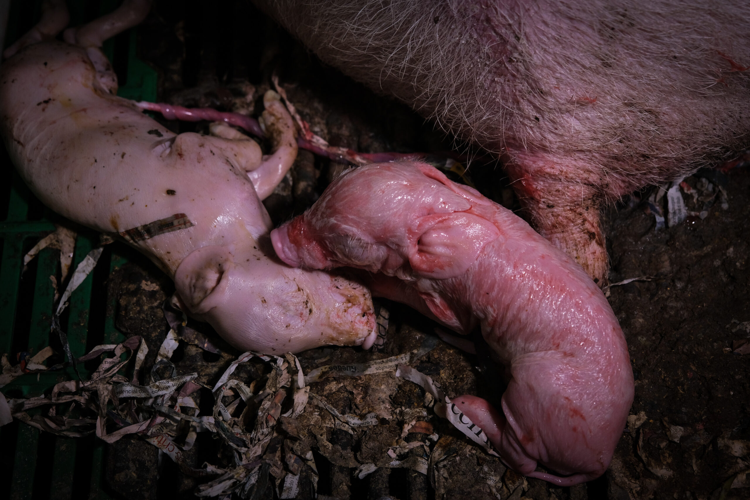 Así viven los animales en la macrogranja más contaminante de España