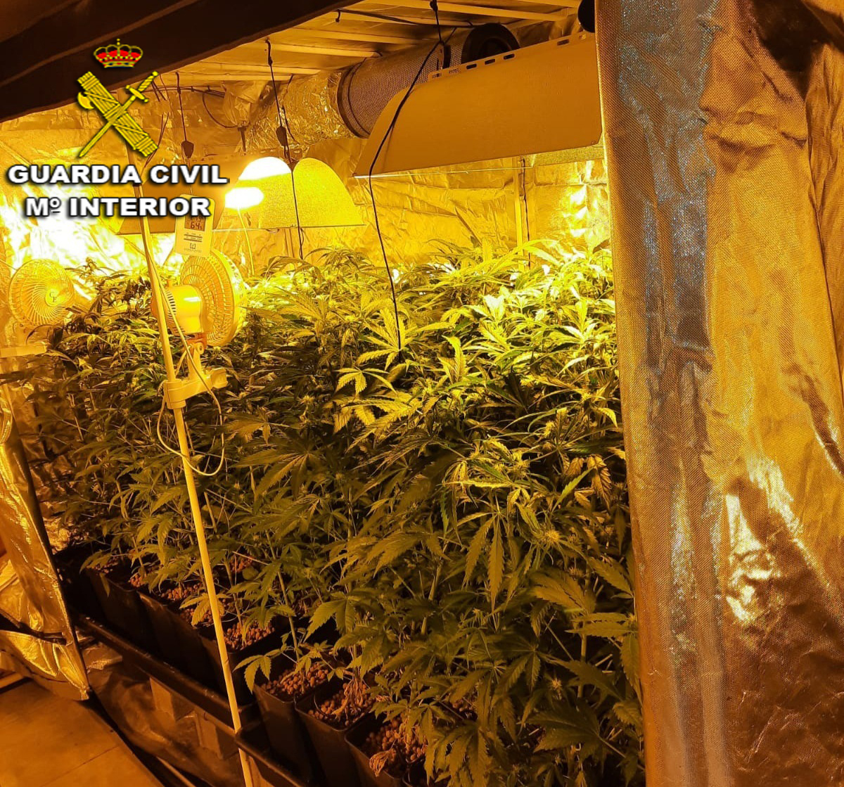 Guardia Civil: plantación marihuana