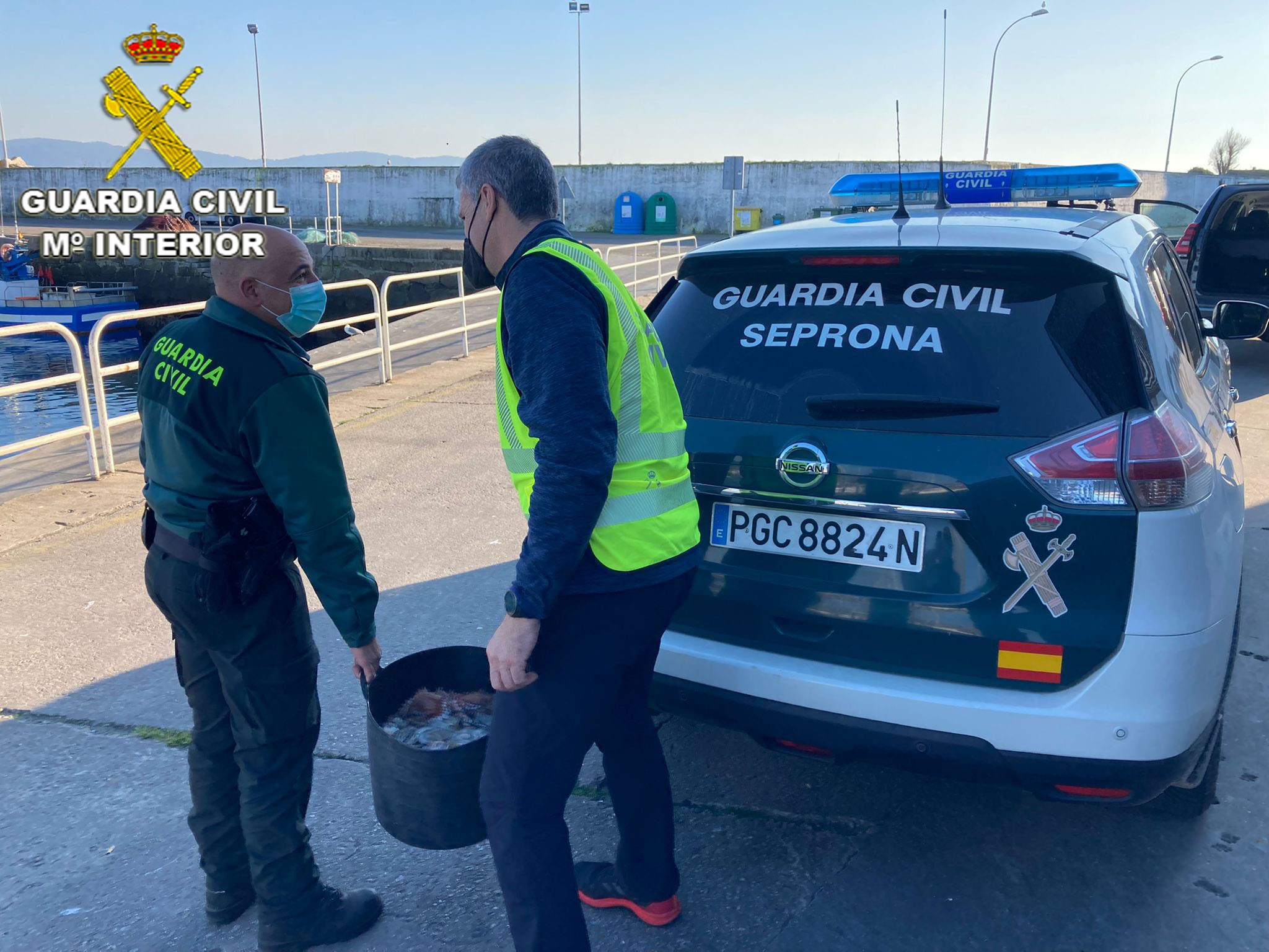 El Seprona de la Guardia Civil aprehende 21 kilos de pulpo inmaduro