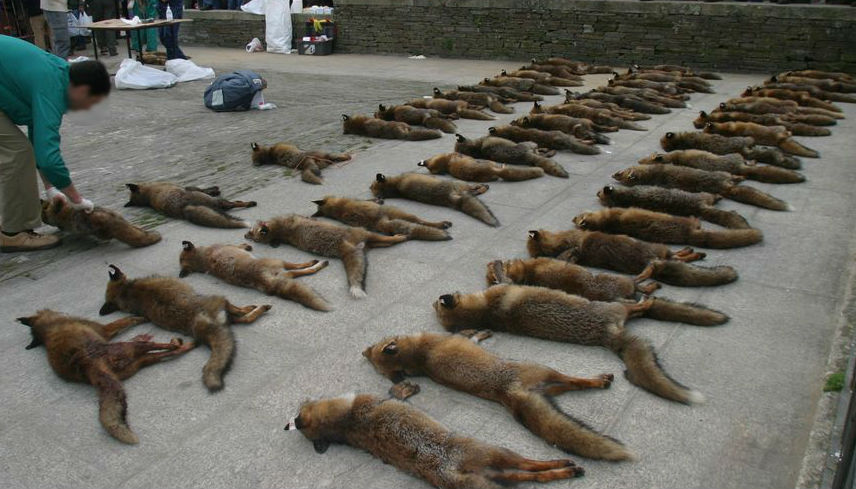 Ecoloxistas piden a Feijóo que suspenda os campionatos de raposo deste ano
