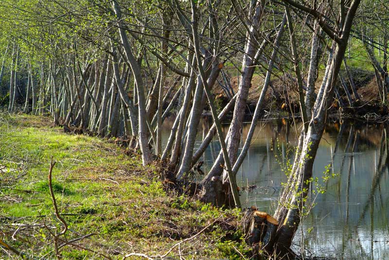 Ecoloxistas en Acción pide as máximas precaucións co "Bosque do Pracer"