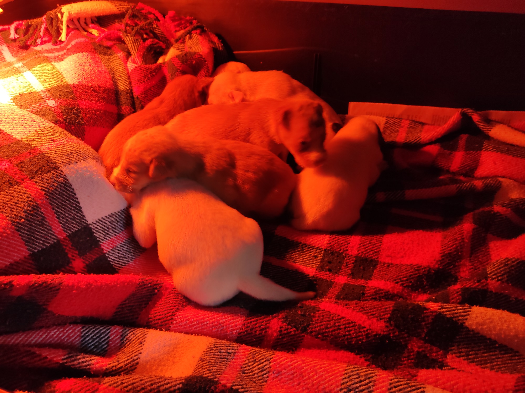 CAAN da Deputación rescata 7 cachorros que tiraron ao lixo
