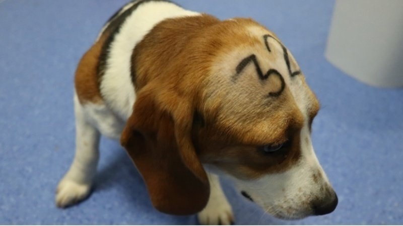 Piden ayuda para salvar a 38 cachorros de Beagle que van a ser sacrificados