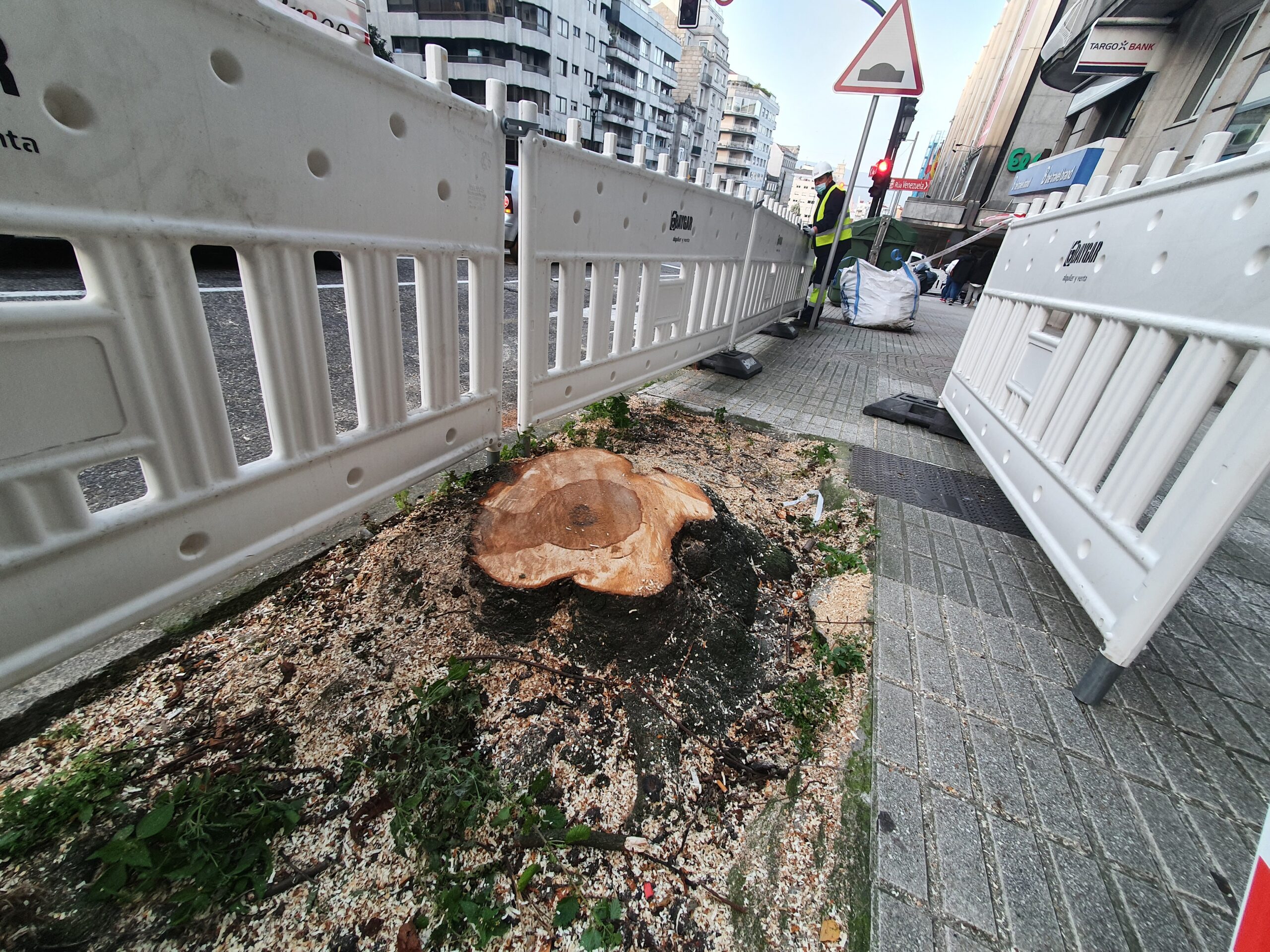 Exigen al concejal de Jardines que muestre los informes que avalan que se talen mil árboles al año en Vigo