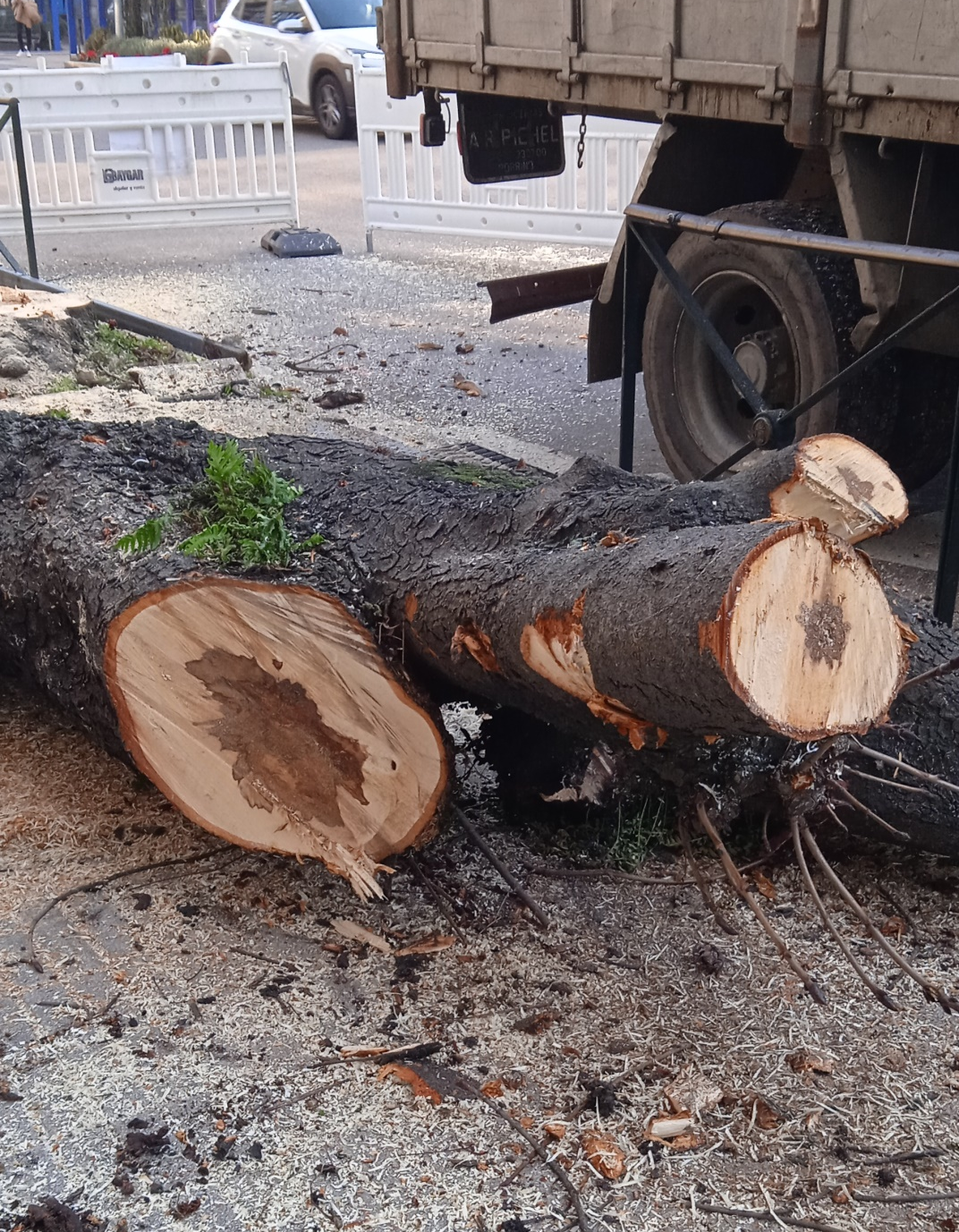 Exigen al concejal de Jardines que muestre los informes que avalan que se talen mil árboles al año en Vigo