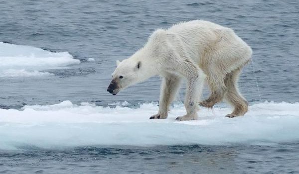 El hielo marino de la Antártida alcanza un récord mínimo histórico