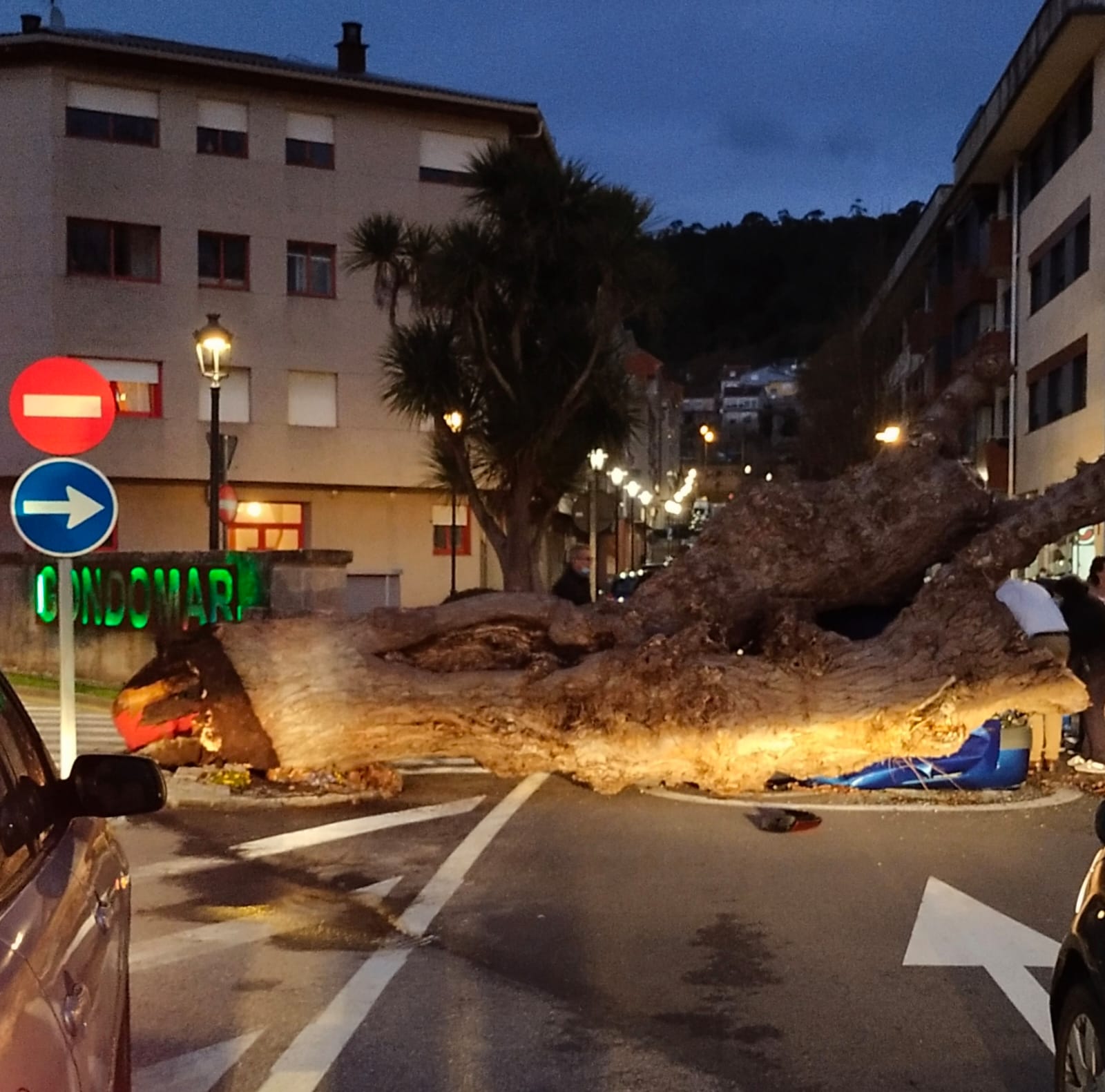 Cae un árbol sobre un coche en marcha, en Gondomar