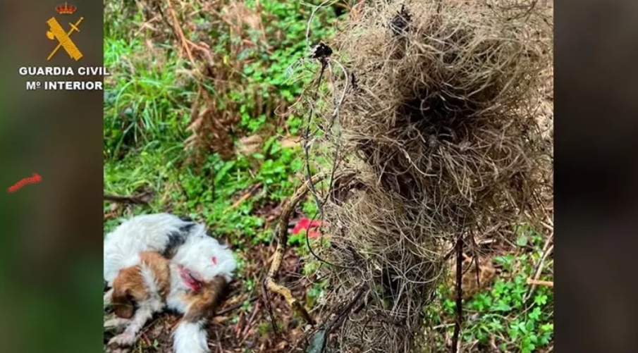 Liberan a un perro atrapado en un lazo para la caza de jabalíes