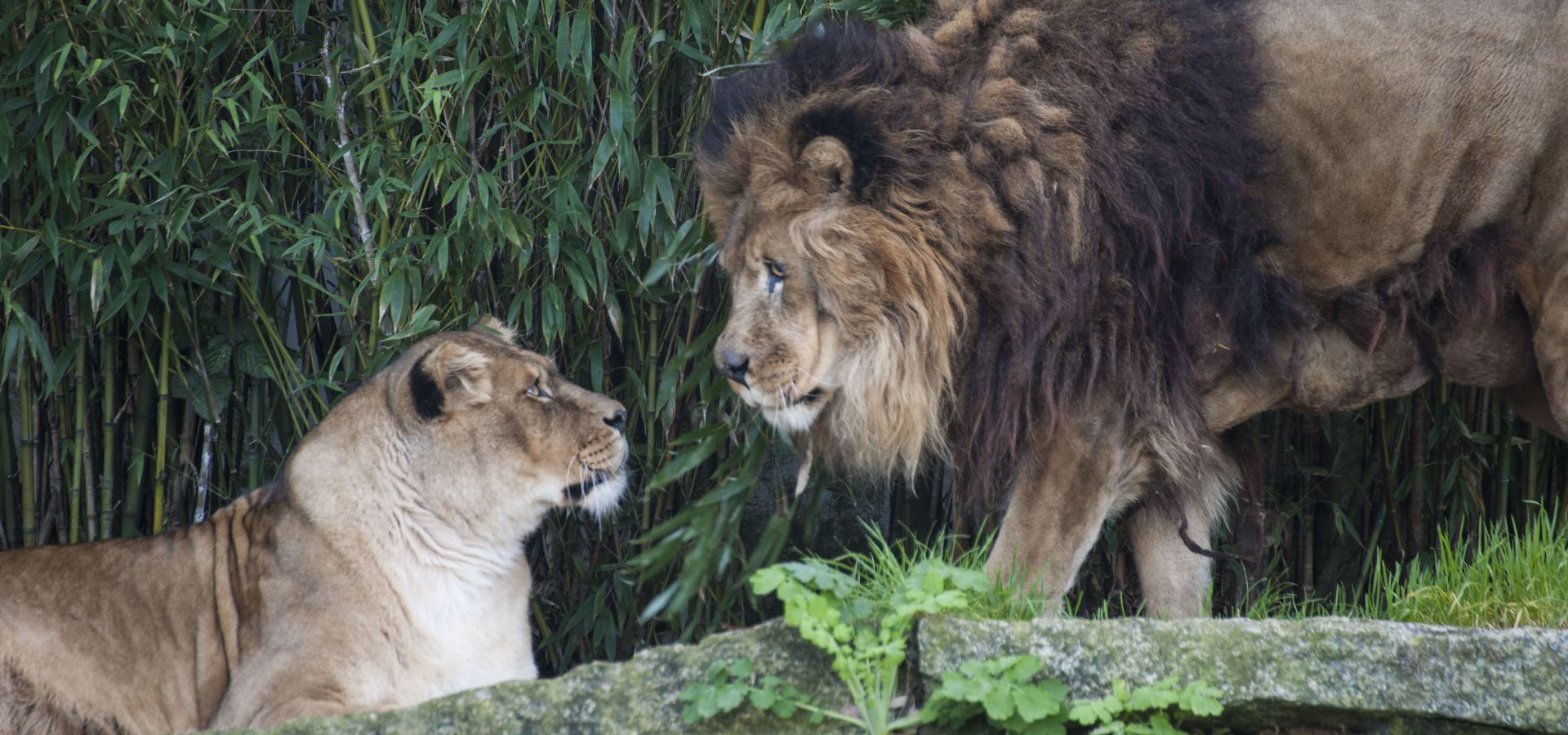 Denuncian que o Concello deu instrucións para obrigar a exhibir os animais de VigoZoo